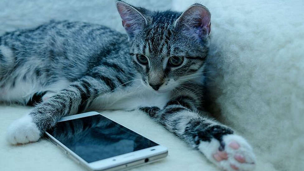 El equipo de MegaStar Morning Show ha probado una aplicación que traduce el maullido de tu gato