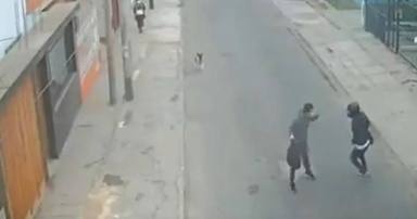 Un perro detecta un atraco en la calle y su reacción le convierte en un héroe
