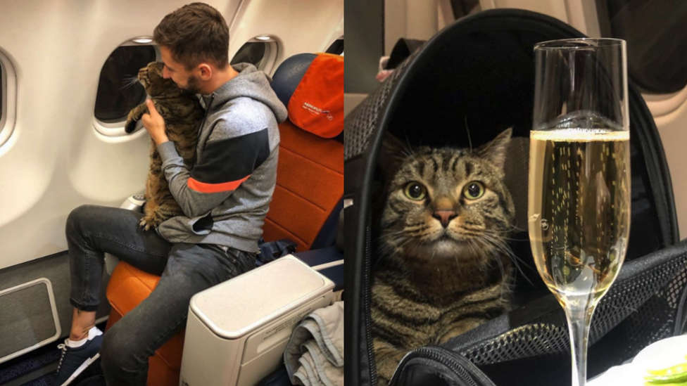 Intentan colar un gato en la zona para pasajeros de un avión