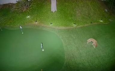 Un coyote entra en un campo de golf y su reacción sorprende a todo el mundo