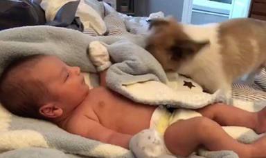 Un perrito se acerca a un bebé recién nacido y lo que hace emociona a toda la familia
