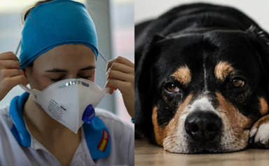 La conmovedora reacción de un perro al ver de nuevo a su dueña enfermera que ha emocionado a todos