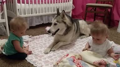 Dos bebés no paran de molestar a su perro hasta y acaba ocurriendo lo inevitable