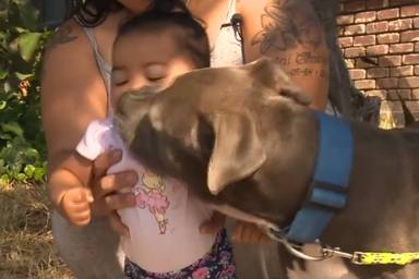Un perro salta encima de un bebé de 7 meses y el motivo le convierte en un héroe