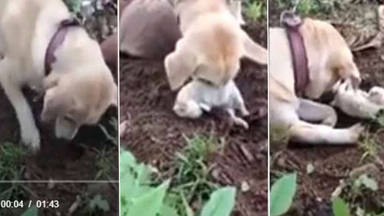 Una perrita se derrumba tras la muerte de su cachorro y su reacción rompe el corazón de todos