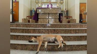 Un perro acude todos los días a la iglesia y su reacción deja a todos sin palabras