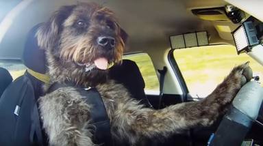Pillan a un perro que conducía a 175 km/h y la explicación del dueño a la policía les deja en shock