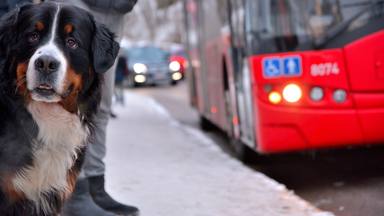 Un perro viaja todos los días en autobús y la tierna explicación ha emocionado a todo el mundo