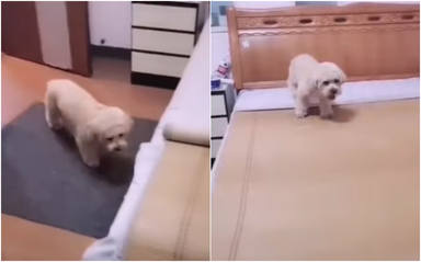 Un perrito se echa la siesta todos los días y su forma de hacerlo le convierte en viral