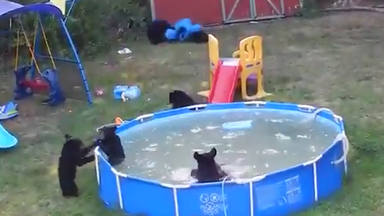 Una familia de osos se cuela en una casa y montan una fiesta en la piscina que se vuelve viral