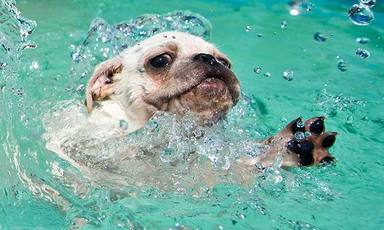 Un cachorro está a punto de ahogarse en un río y el rescate deja a todos sin palabras