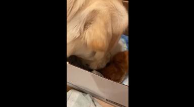 Un perro enorme mete la cabeza en una caja llena de gatitos y ocurre algo inesperado