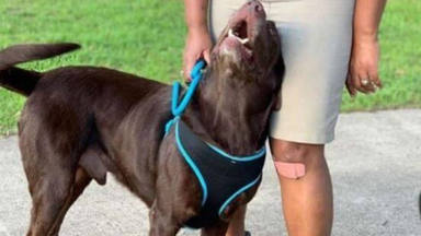 Un perro desaparecido durante dos años vuelve a ver a su dueña y su reacción emociona a todos