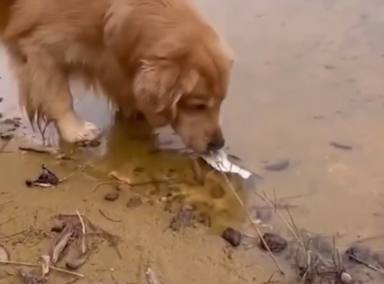 Un perro se convierte en un héroe al intentar salvar a un pez que estaba atrapado en la orilla