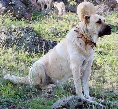 Un perro pastor protege a un rebaño de ovejas de un lobo y esta es su conmovedora reacción