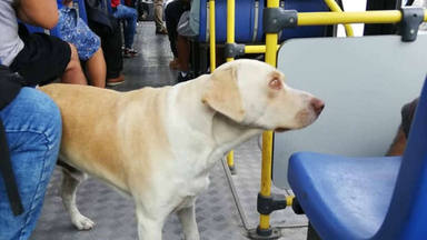 Un perro se sube todos los días al autobús y la tierna explicación hace emocionarse a todos