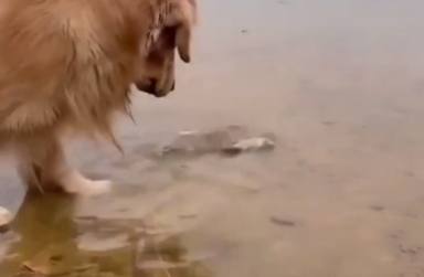 Un perro se convierte en un héroe al intentar salvar a un pez que estaba atrapado en la orilla
