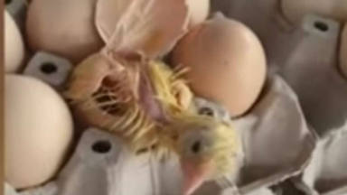 Un pollito nace de una caja de huevos de un supermercado y esta es la reacción de la vendedora