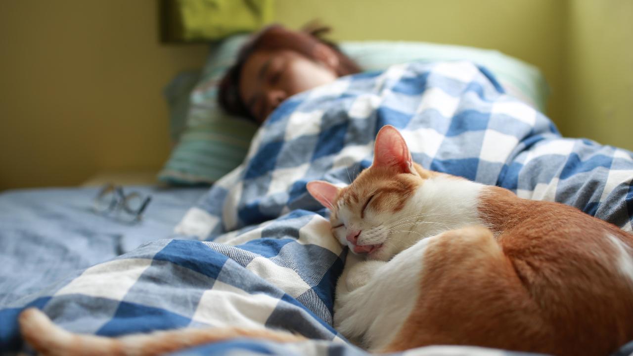 El estudio que explica por qué es más beneficioso dormir con tu mascota que con tu pareja