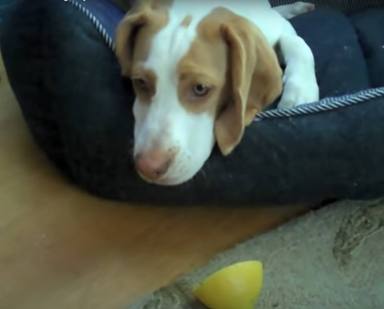 Un perrito juega por primera vez con un limón y lo que pasa después deja a todos sin palabras