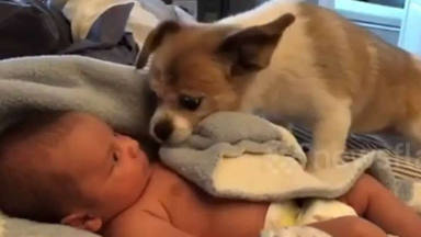 Un perro se acerca a un bebé recién nacido y lo que hace deja a todos de piedra