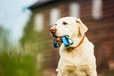 Las tres claves imprescindibles para evitar que tu perro tire de la correa mientras paseas por la calle