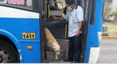 Un perro se sube cada día al autobús y la explicación rompe el corazón de todos