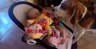 Un perro le roba un juguete a un bebé y su reacción deja con la boca abierta a la familia