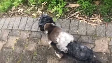 Un perro vuelve a su casa con un "cachorrito" y al examinarlo se quedan atónitos