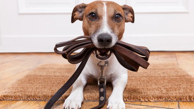 La regla de los 5 segundos: El truco para saber si puedes sacar a pasear o no a tu perro cuando hace calor