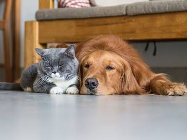 ¿Cuáles son los cinco accidentes domésticos más frecuentes que sufren las mascotas?