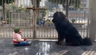Un perro gigante recibe el manotazo de un niño y su reacción emociona a las redes