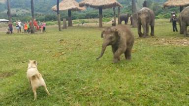 Un perro se cruza con un bebé elefante y ocurre algo totalmente inesperado