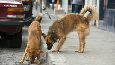 Dos perros callejeros encuentran un bebé abandonado en una alcantarilla y su reacción sorprende a todos