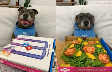 Un perro recibe una pizza de parte de su dueño y al abrir la caja se decepciona para siempre