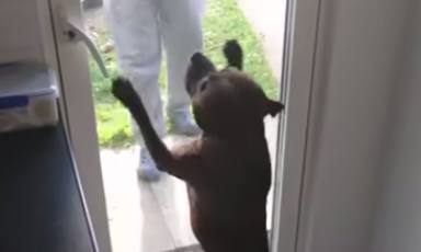 Un perro se reencuentra con su "abuelo" tras el confinamiento y su reacción conmueve a todo el mundo