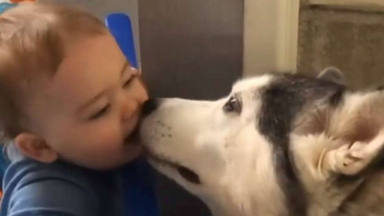 Un perro lame la nariz de un niño y le cambia la vida para siempre