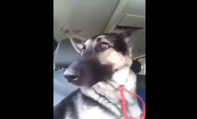 Así es el divertido baile de un perro dentro de un coche que ha emocionado a todo el mundo